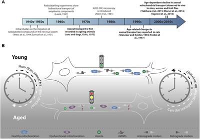 Temporal Control of Axonal Transport: The Extreme Case of Organismal Ageing